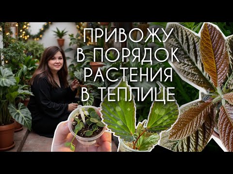 Видео: Режу бегонии, пересаживаю ардизии, оформляю дисхидии