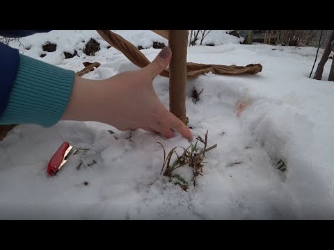 Видео: Как защитить молодые деревья от грызунов?