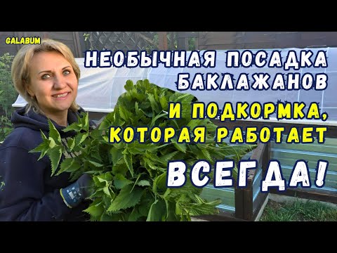 Видео: Мой Лайфхак  Посадки Баклажан и СУПЕР-ПОДКОРМКА для Любых Растений @galabum
