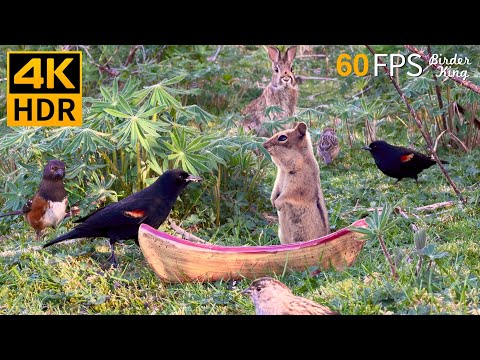 Видео: КОШКА ТВ 😺🐦‍⬛ Красивые птицы, белки и маленькая лодка 🐿 4K HDR