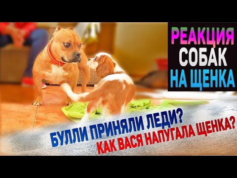 Видео: Взрослая собака напугала маленького щенка! Кавалер Кинг Чарльз Спаниель и Американские Булли.