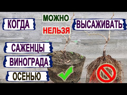Видео: 🍇 Не ошибись! Когда МОЖНО, а когда НЕЛЬЗЯ  ОСЕНЬЮ высаживать САЖЕНЦЫ ВИНОГРАДА на постоянное место.