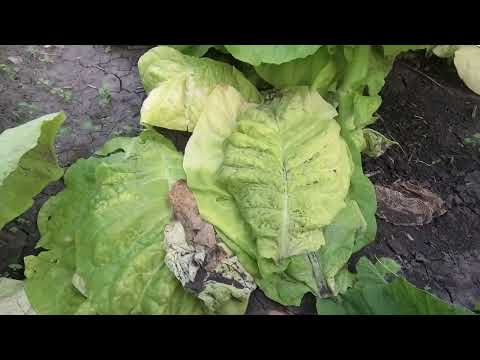 Видео: как растет Burley 9