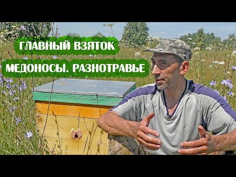 Видео: Что такое ГЛАВНЫЙ ВЗЯТОК В ПЧЕЛОВОДСТВЕ. Растения МЕДОНОСЫ.  МЁД РАЗНОТРАВЬЕ