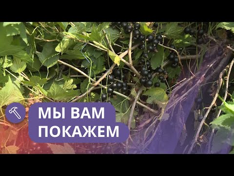 Видео: Мы вам покажем: Как посадить самый урожайный сорт черной смородины?