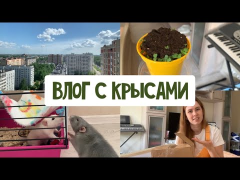 Видео: VLOG: РАСПАКОВКА ИЗ ЗООМАГАЗИНА | КРЫСЫ СТАЛИ ДРАТЬСЯ | ПОКУПКИ В FIXPRICE