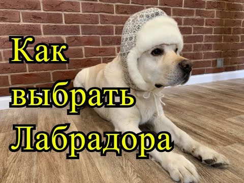 Видео: Как выбрать лабрадора, на что обратить внимание, какие документы должны быть у собаки.