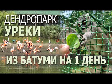 Видео: Из Батуми на 1 день.  Дендропарк, Уреки.