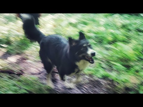 Видео: ДТ - 771. Папоротниковая тропа - урок в лесу