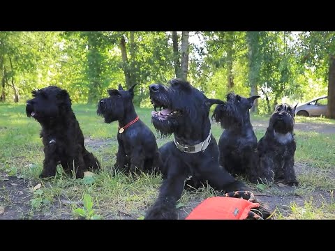 Видео: Ризеншнауцеры: всё о породе и особенностях ухода