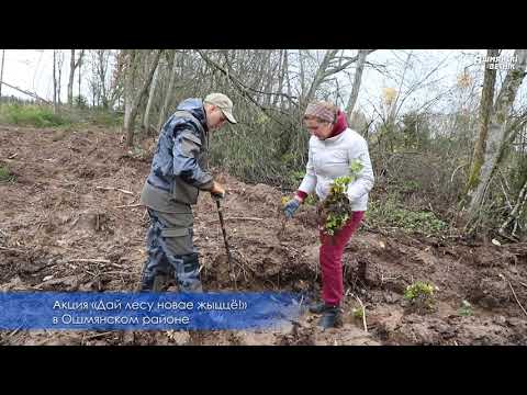 Видео: Ошмянцы присоединились к акции «Дай лесу новае жыццё!»
