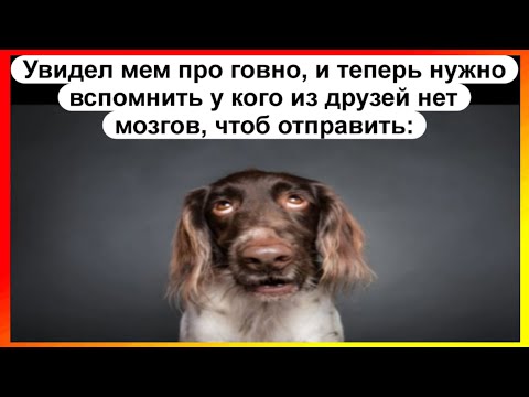 Видео: Тик-ток не помнит бро | мемная подборочка