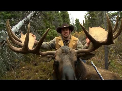 Видео: Охота на вапити. Охота на лося со старинным ружьем. Шкура медведя.