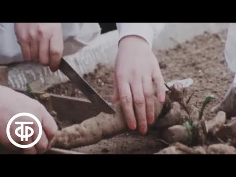 Видео: Наш сад. Георгины - хранение, деление клубней, подготовка к посадке (1982)
