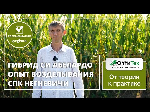 Видео: Гибрид СИ Абелардо. Опыт возделывания в СПК Негневичи. ФАО 200, среднеранний, тип Stay Green.