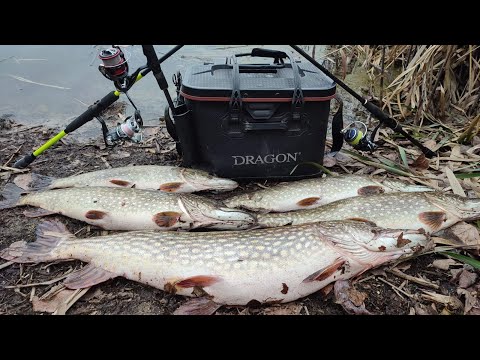 Видео: ЩУКА ПРОСНУЛАСЬ, ПАРАВОЗИ ПРУТЬ / Катушка рипить / Відкриття сезона