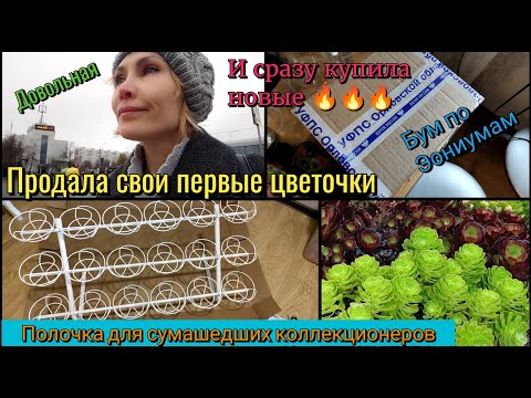 Видео: Пополнила коллекцию эониумов🔥 Новая полка для  растений. Самые неприхотливые суккуленты эониум