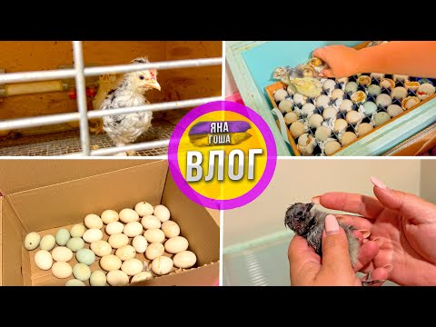 Видео: Не очень задалось с цыплятами в этом году! Мы не сдаемся и продолжаем!