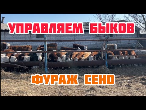 Видео: Кормим быков на ферме
