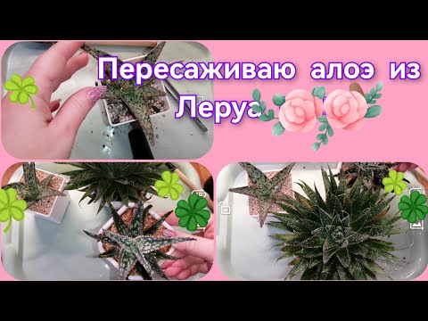 Видео: Пересадка алоэ из Леруа 😉