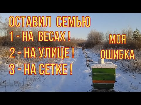Видео: Уличная зимовка на сетке. Эксперимент по расходу корма. Моя ошибка. Пришёл пасечный манипулятор.