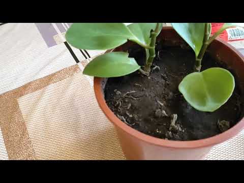 Видео: ПЕПЕРОМИЯ ПОГИБАЕТ. ЦВЕТОЧНЫЙ ДОКТОР СПАСАЕТ СЛАБОЕ РАСТЕНИЕ.