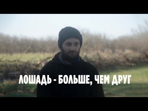 Видео: "Лошадь - это больше, чем друг..."