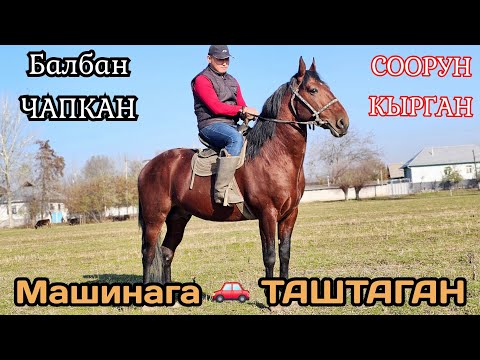 Видео: МАШИНАГА ТАШТАГАН ⭐️БАЛБАН ЧАПКАН ТОРУ