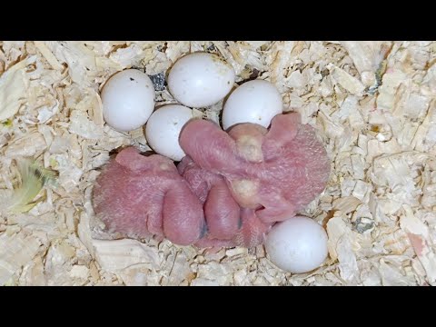 Видео: Волнистые попугаи. Третья кладка в этом сезоне