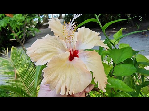 Видео: ПлантаКото на Мальдивах - обзор острова Виламенду