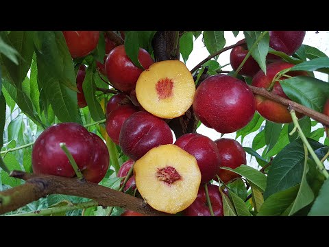 Видео: NECTARINE RED JINE \ НЕКТАРИН РЕД ДЖЮН