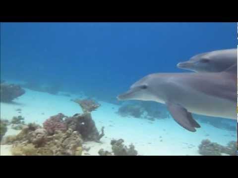 Видео: Дельфины и люди. Играем!