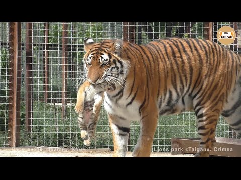 Видео: Тигрица Скарлетт снова принесла показать малыша! Тайган Tigress Scarlett again brought to show cub!