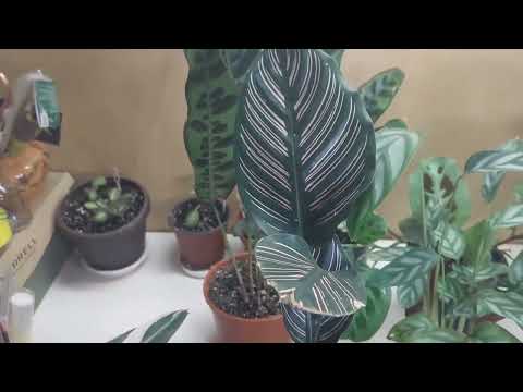 Видео: Мои марантовые/ уход/ проблемы с листьями