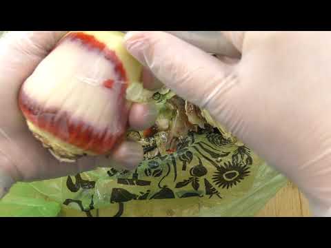 Видео: Стагоноспора на подмороженной луковице