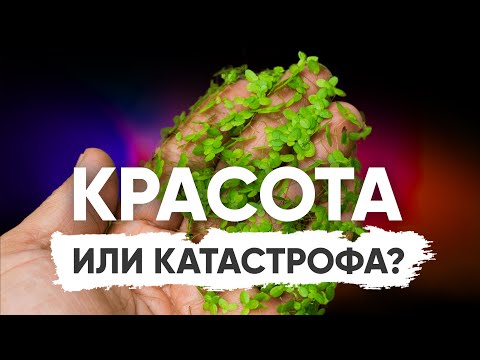 Видео: Бесплатный корм, идеальное плавающее растение или катастрофа?  Ряска в аквариуме
