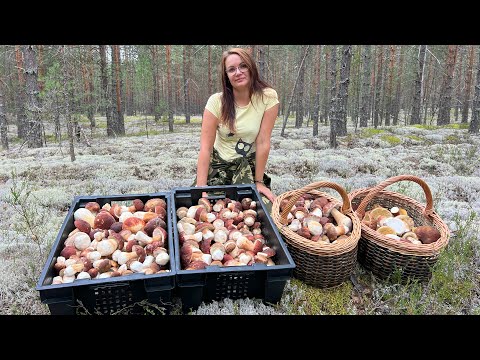 Видео: ВСЕ ДОРОГИ В ЛЕСУ ЗАМИНИРОВАНЫ! ОСТОРОЖНО! БЕЛЫЕ ГРИБЫ БОРОВИКИ ВЕЗДЕ!