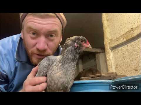 Видео: ЛУЧШИЕ КОРОВЫ ДЛЯ НОВИЧКОВ// РЕЗУЛЬТАТЫ скрещивания кур 🐓🐓🐓