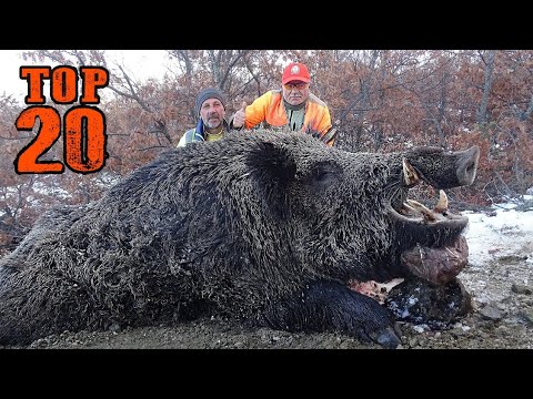 Видео: ТОП 20 Невероятная охота на кабана, Лучшие сцены охоты, Незабываемые моменты TOP 20 WILD BOAR HUNTS