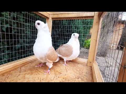 Видео: Доминиканы голуби. Продам пара.Тел.(+38)067 705 12 19.