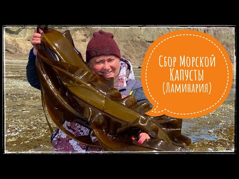 Видео: о.Сахалин. Сбор Морской Капусты(Ламинария)