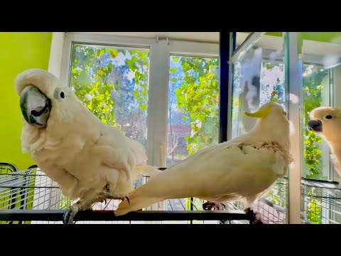 Видео: ЧТО ДЕЛАЕТСЯ, попугайкины страсти! Кеша уже сидит с Кирой хвостик к хвостику, а Жора весь на нервах!