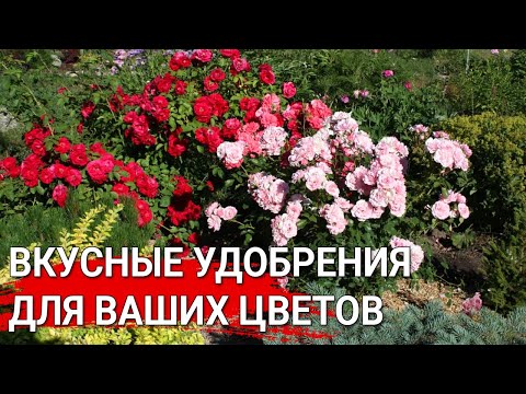 Видео: Вкусные удобрения для ваших цветов