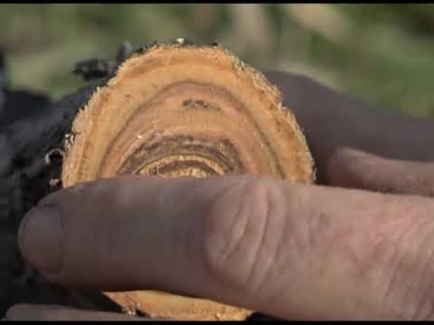 Видео: Зеленый сад фильм № 321 "СЛИВА. Земляника. Компост" от 31.10.20г. Хабаровск (zeleniisad.ru)