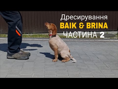 Видео: ЧАСТИНА 2 ПЕРШІ КРОКИ ДРЕСИРУВАННЯ  Цуценята 3 міс. Epagneul Breton
