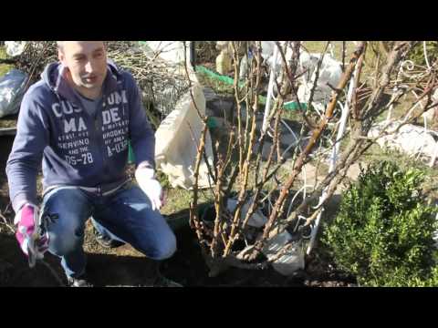 Видео: Обрезка роз весной 2016