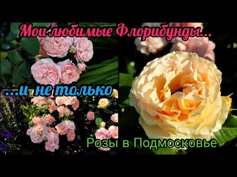 Видео: Цветение роз в Подмосковье. Лучшие сорта розы  Флорибунды. Топ роз в саду. rose. roze