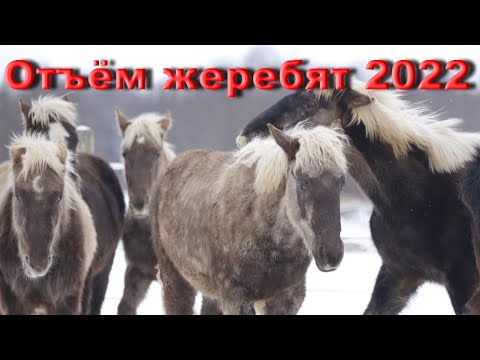 Видео: Отъём жеребят 2021 года рождения. Жизнь лошадей.