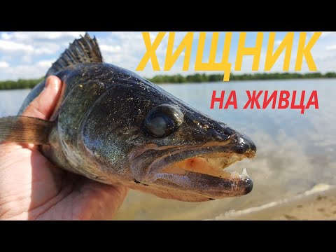 Видео: Хищник на живца/Первые судаки/Видеоотчет май 2020