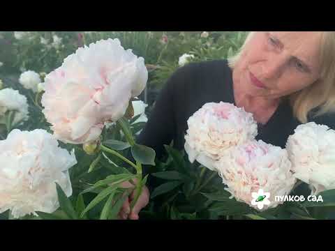 Видео: Solange peony. Соланж пион Пулков сад (2024 г)